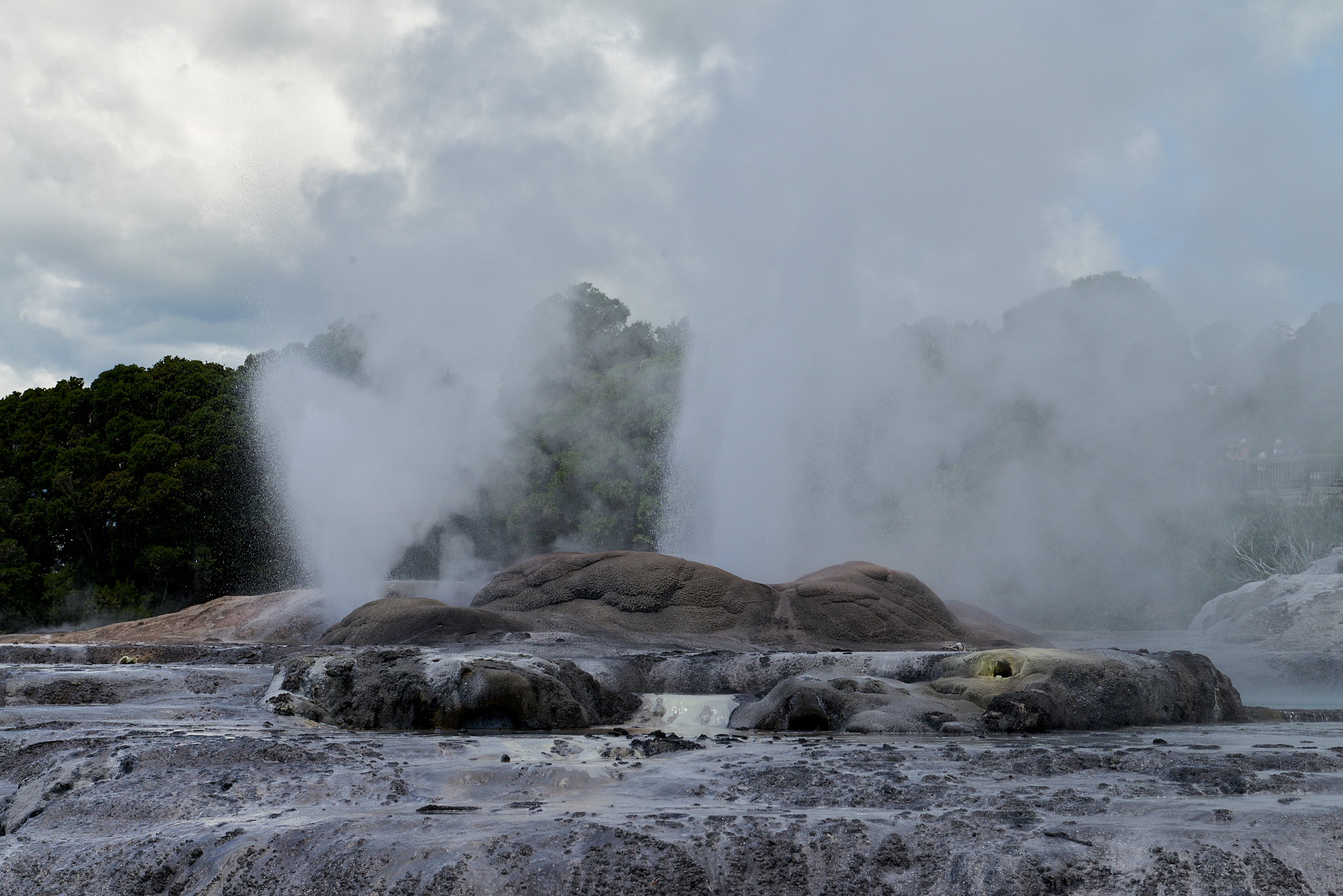 20180129 120 뉴질랜드 포후투